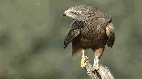 Il Nibbio 2025 𝙵ree